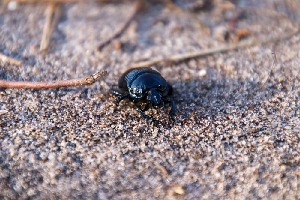 Waldmistkäfer Foto & Bild tiere, wildlife, insekten Bilder auf