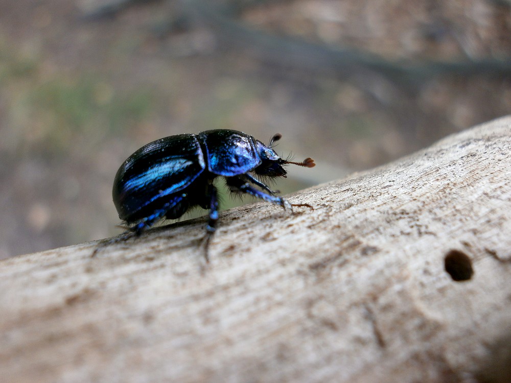 Waldmistkäfer