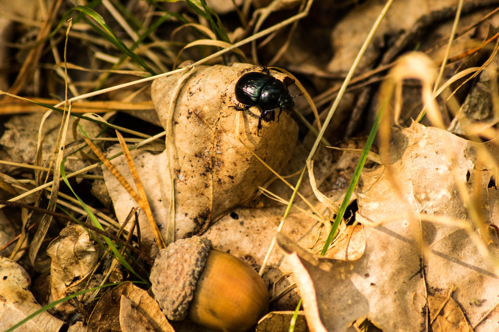 Waldmistkäfer