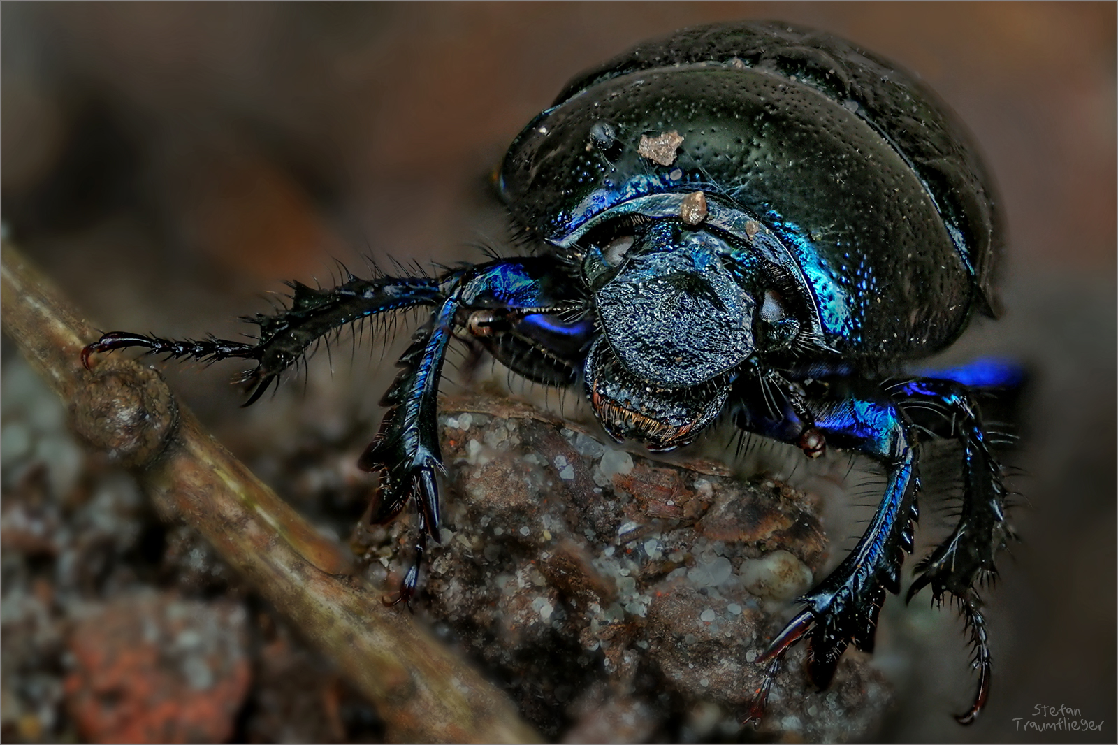 Waldmistkäfer Foto & Bild wald, makro, natur Bilder auf
