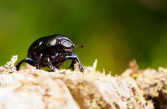 Waldmistkäfer (Anoplotrupes stercorosus) 01Sep2021_3672