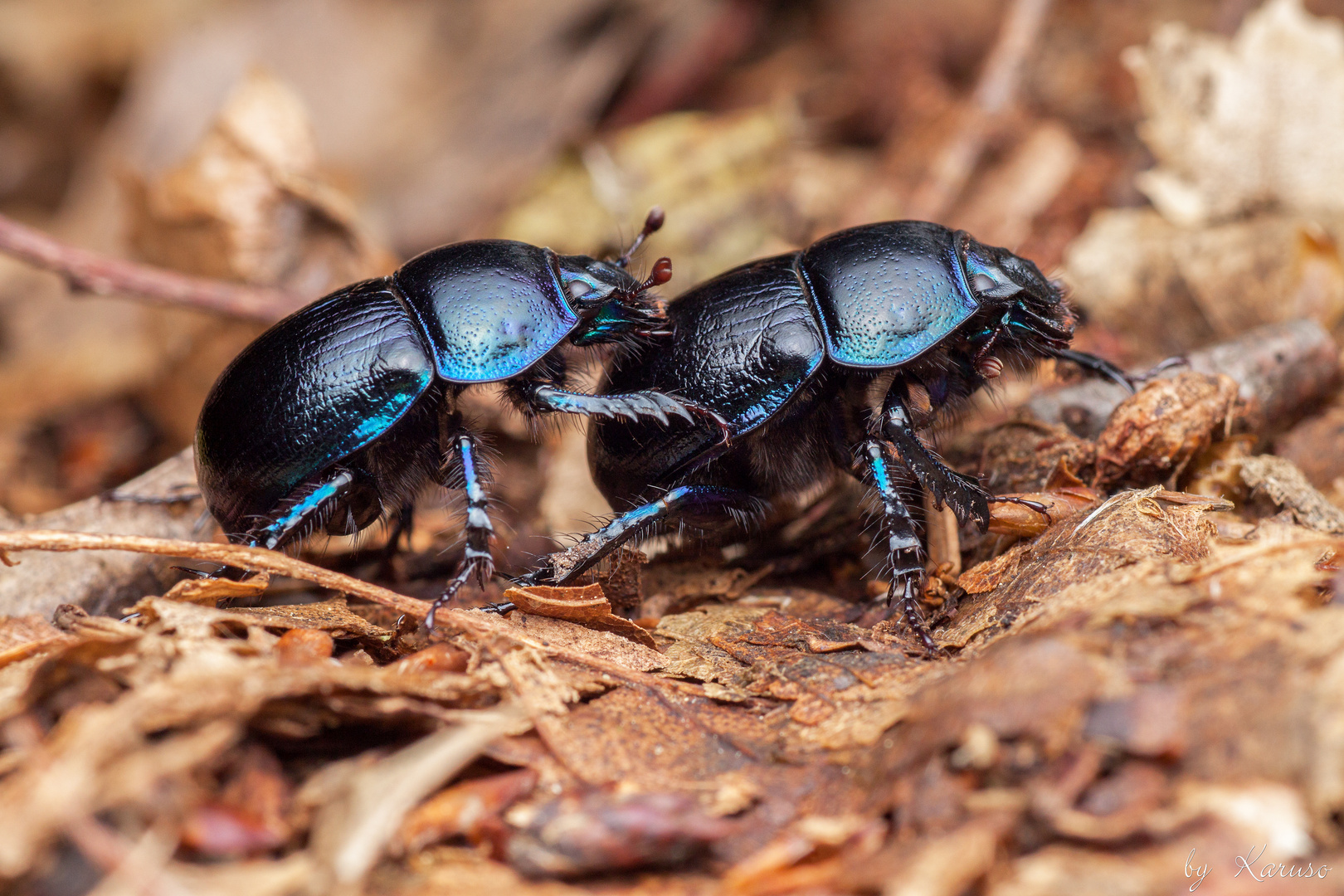 Waldmistkäfer  (Anoplotrupes stercorosus)