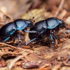 Waldmistkäfer  (Anoplotrupes stercorosus)