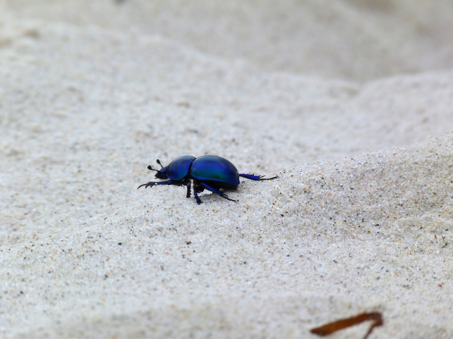 Waldmistkäfer (Anoplotrupes stercorosus)