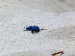 Waldmistkäfer (Anoplotrupes stercorosus)