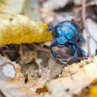 Waldmistkäfer (Anoplotrupes stercorosus)