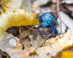 Waldmistkäfer (Anoplotrupes stercorosus)