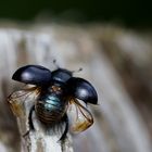 Waldmistkäfer (Anoplotrupes stercorosus)