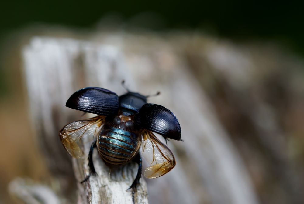 Waldmistkäfer (Anoplotrupes stercorosus)