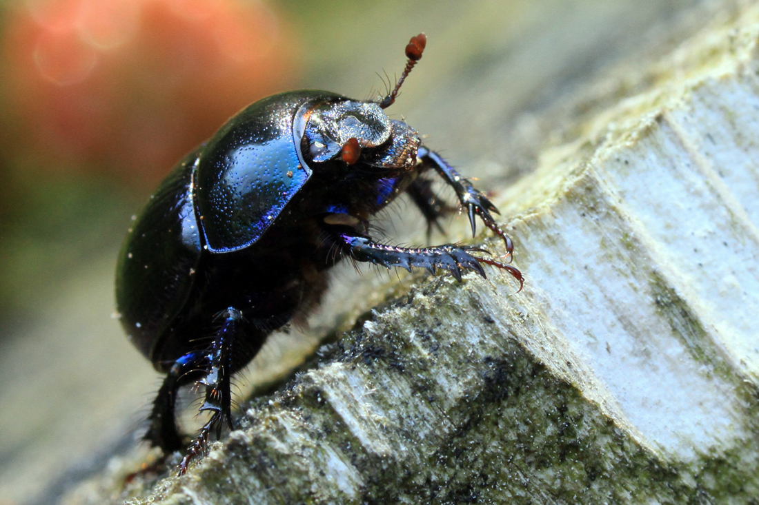 Waldmistkäfer (Anoplotrupes stercorosus)