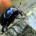 Waldmistkäfer (Anoplotrupes stercorosus)