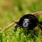 Waldmistkäfer (Anoplotrupes stercorosus)