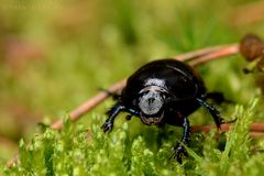 Waldmistkäfer (Anoplotrupes stercorosus)