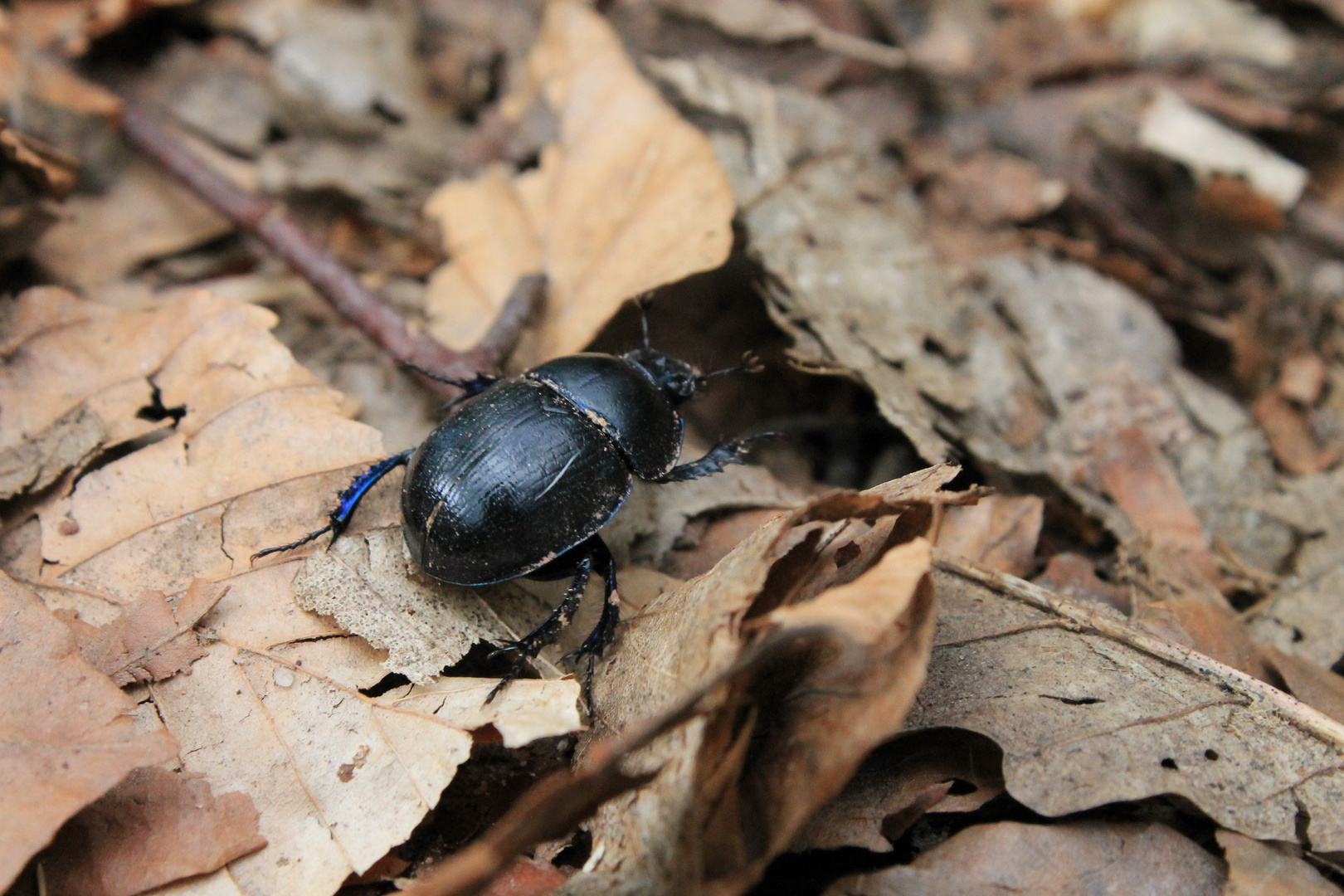 Waldmistkäfer (Anoplotrupes stercorosus) im Frühling