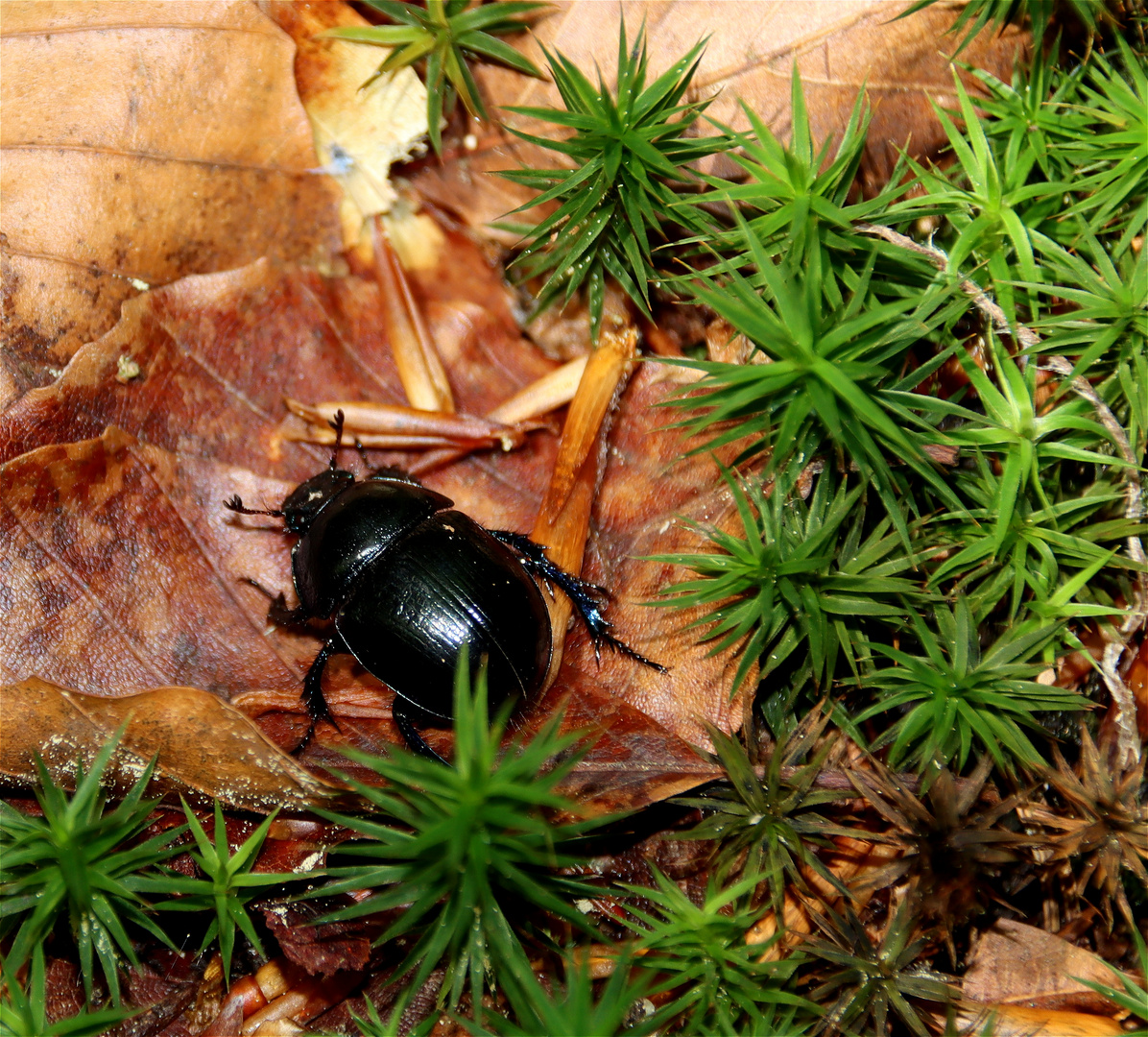 Waldmistkäfer 