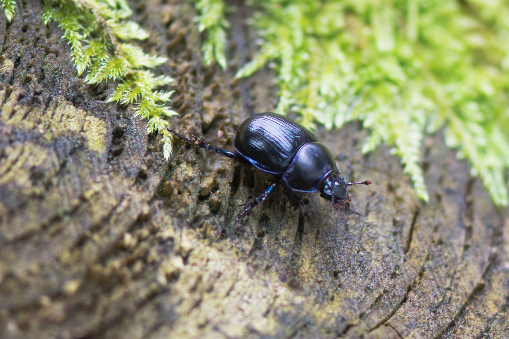 Waldmistkäfer