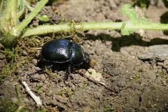 Waldmistkäfer