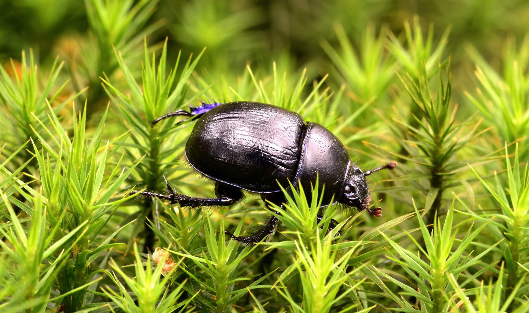 Waldmistkäfer