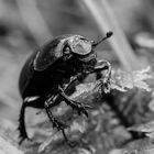 Waldmistkäfer in schwarz weiß