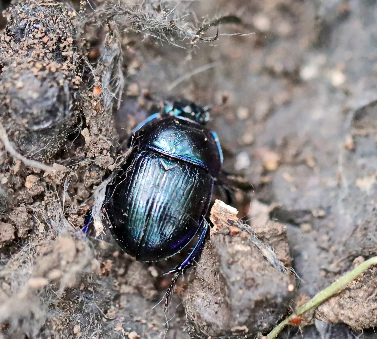 Waldmistkäfer,Anoplotrupes stercorosus