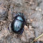 Waldmistkäfer,Anoplotrupes stercorosus