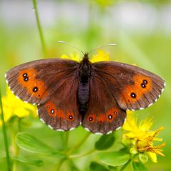 Waldmohrenfalter (Erebia ligea)