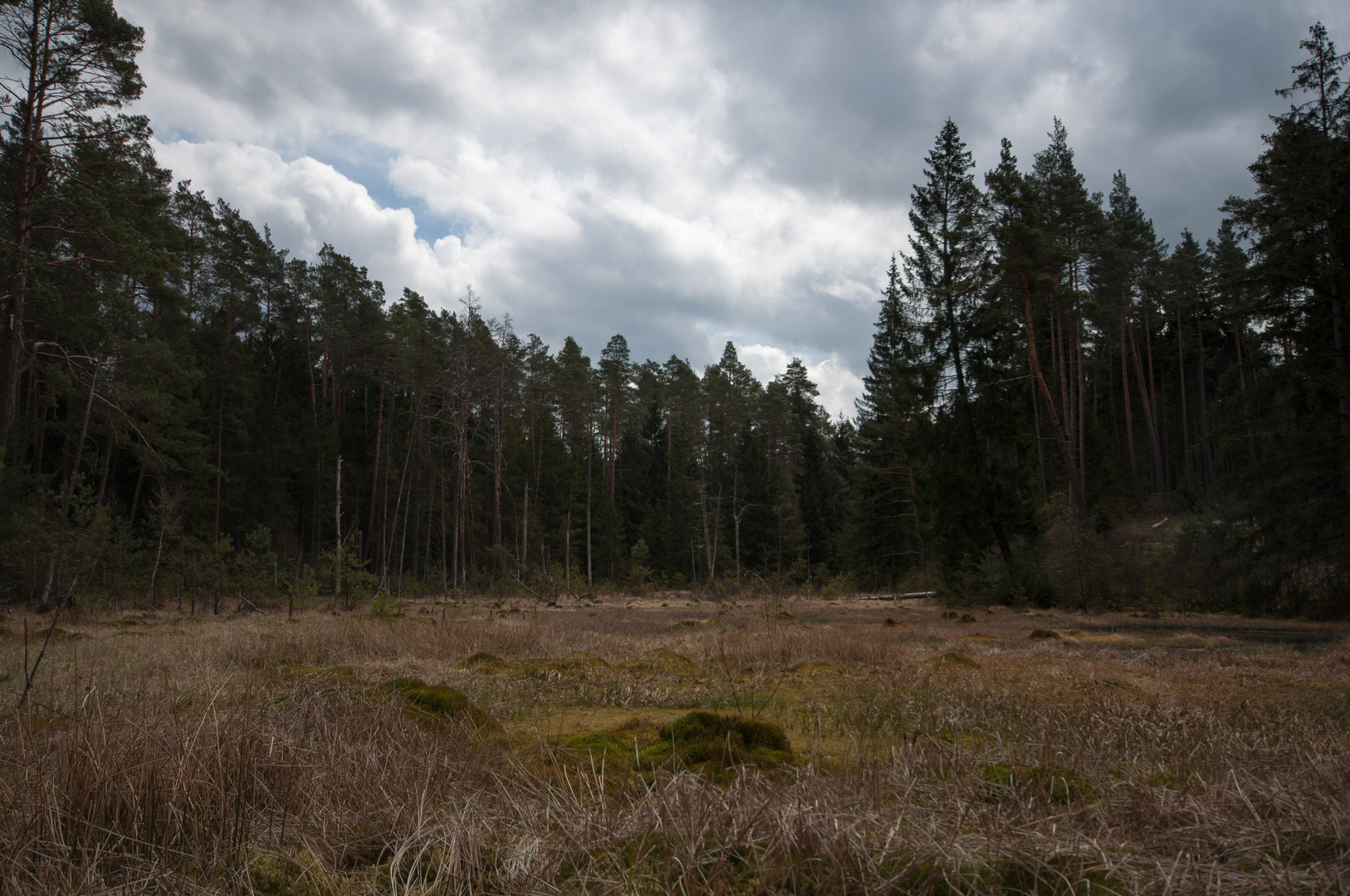 Waldmoor im Staatswald vom FoA Burgwald