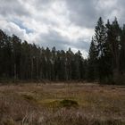 Waldmoor im Staatswald vom FoA Burgwald