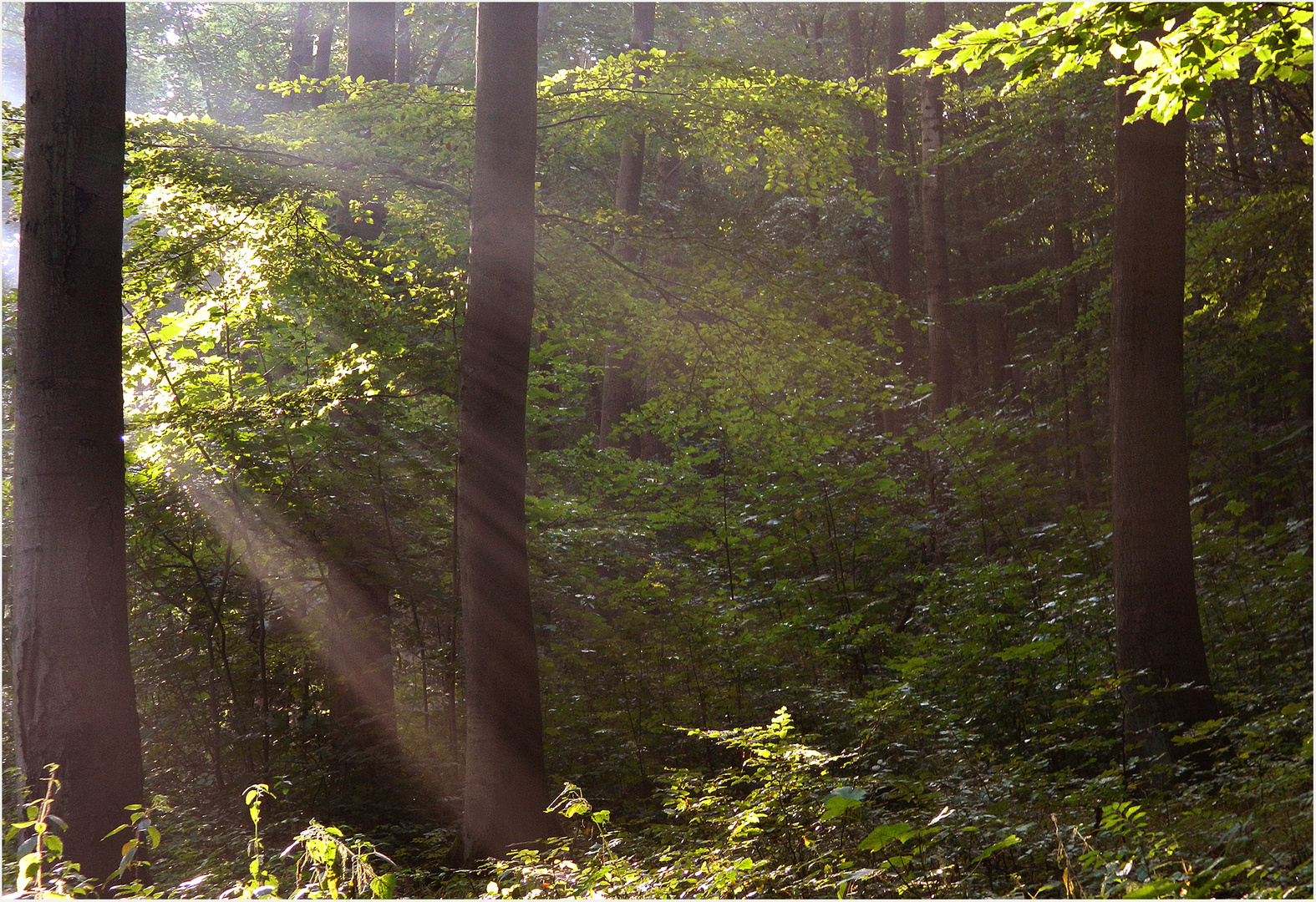 Waldmorgen 3