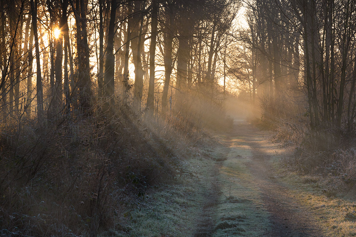 ... Waldmorgen ...