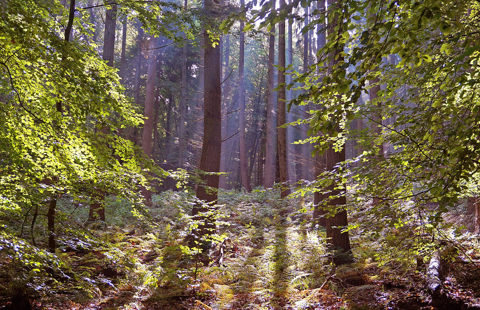 Waldmorgen im Wold bei Althof