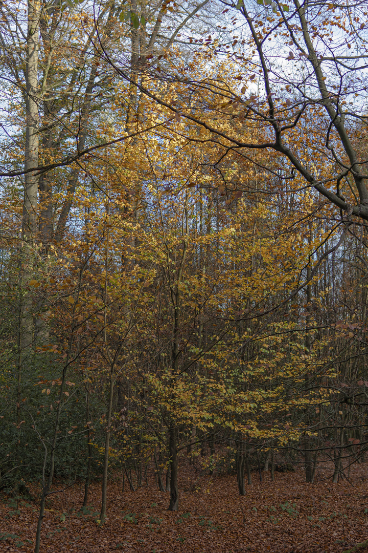 Waldmotiv im Herbst.