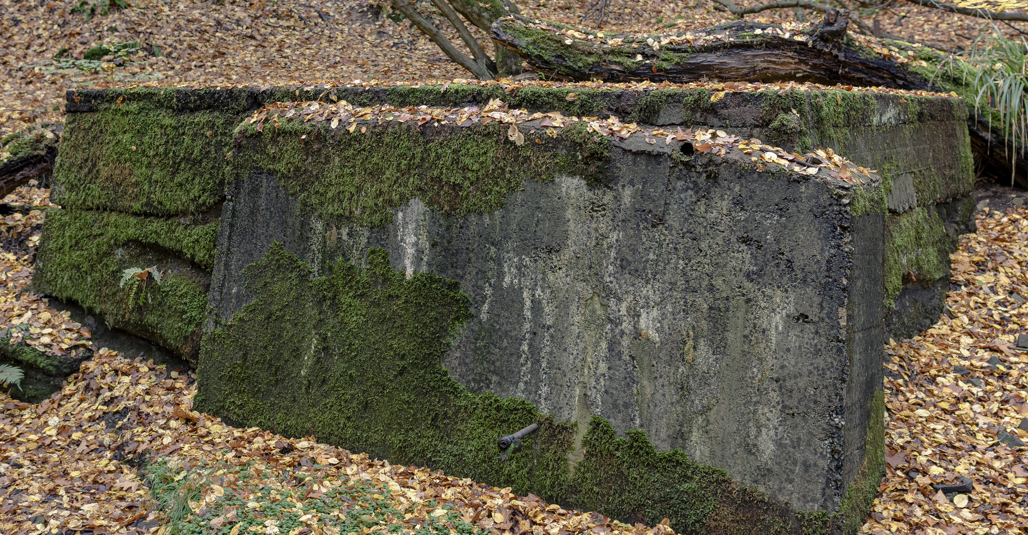 Waldmotiv im Herbst