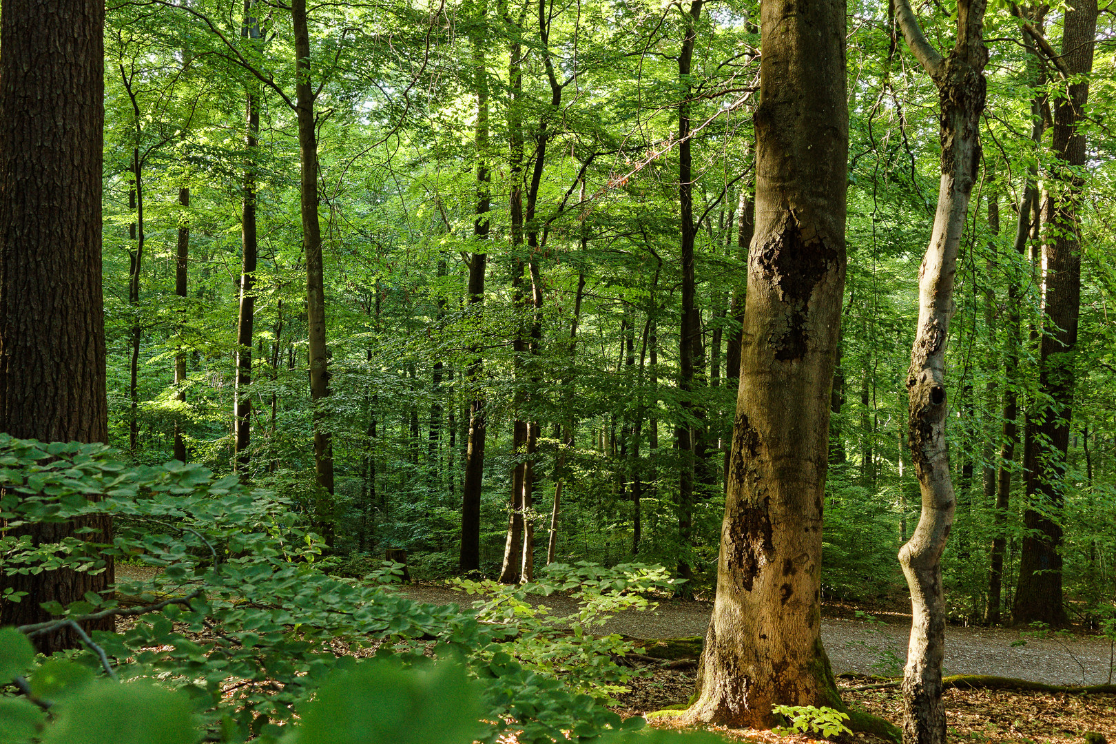Bilder mit Waldmotiv: Entdecke die Magie des Waldes mit deinen eigenen Zeichnungen!