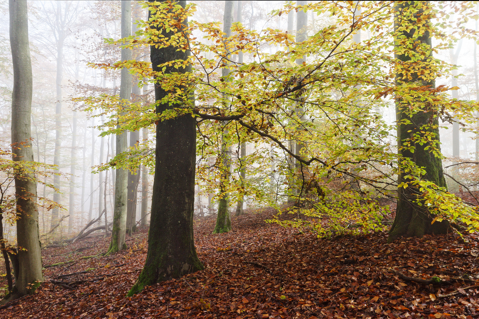 Waldmotive bei Nebel