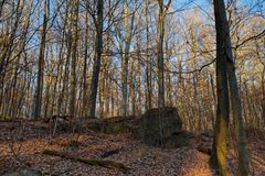 Waldmotive, hier: Abendlicht im Laubwald