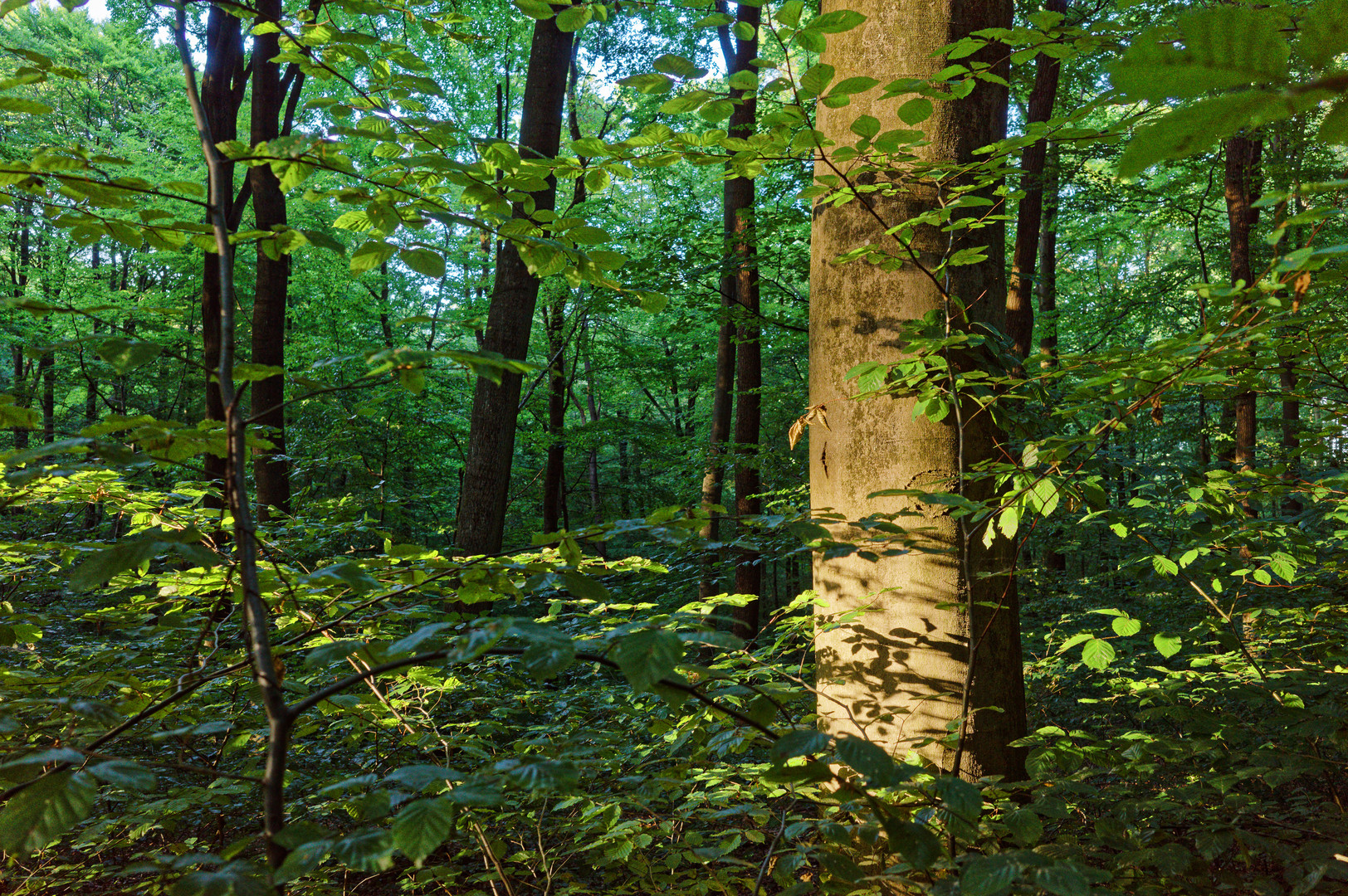 Waldmotive, hier: Abendlicht im Laubwald