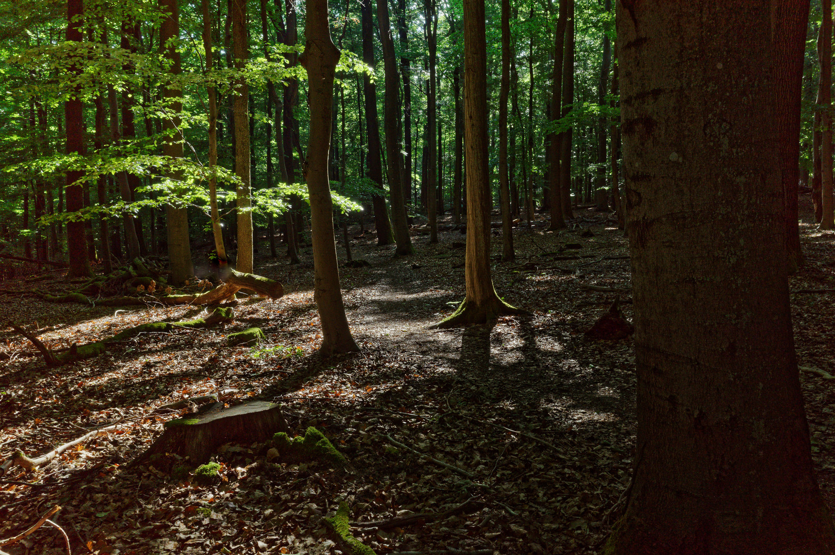 Waldmotive, hier: Abendsonne auf dem Waldpfad