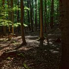 Waldmotive, hier: Abendsonne auf dem Waldpfad