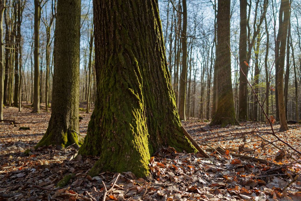 Waldmotive, hier: Abendstimmung im Laubwald (2)