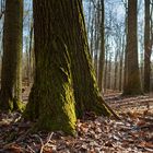 Waldmotive, hier: Abendstimmung im Laubwald (2)