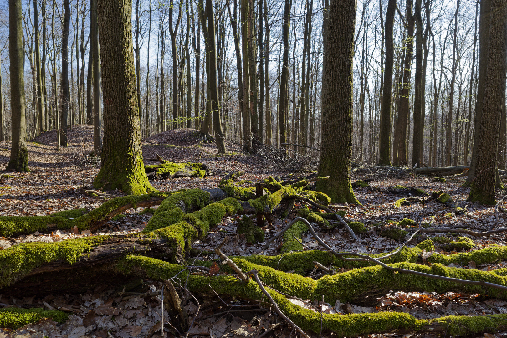 Waldmotive, hier: Abendstimmung im Laubwald (3)