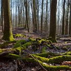 Waldmotive, hier: Abendstimmung im Laubwald (3)