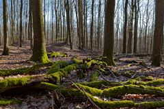 Waldmotive, hier: Abendstimmung im Laubwald (3)