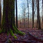 Waldmotive, hier: Abendstimmung im Laubwald