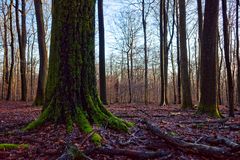 Waldmotive, hier: Abendstimmung im Laubwald