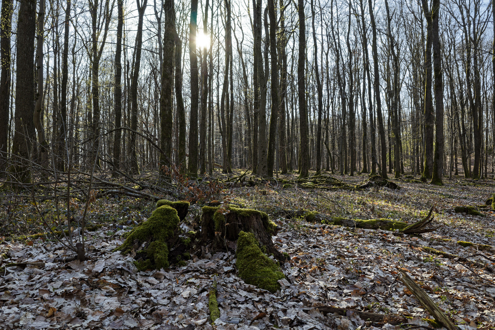 Waldmotive, hier: Abendstimmung im Laubwald