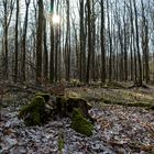 Waldmotive, hier: Abendstimmung im Laubwald