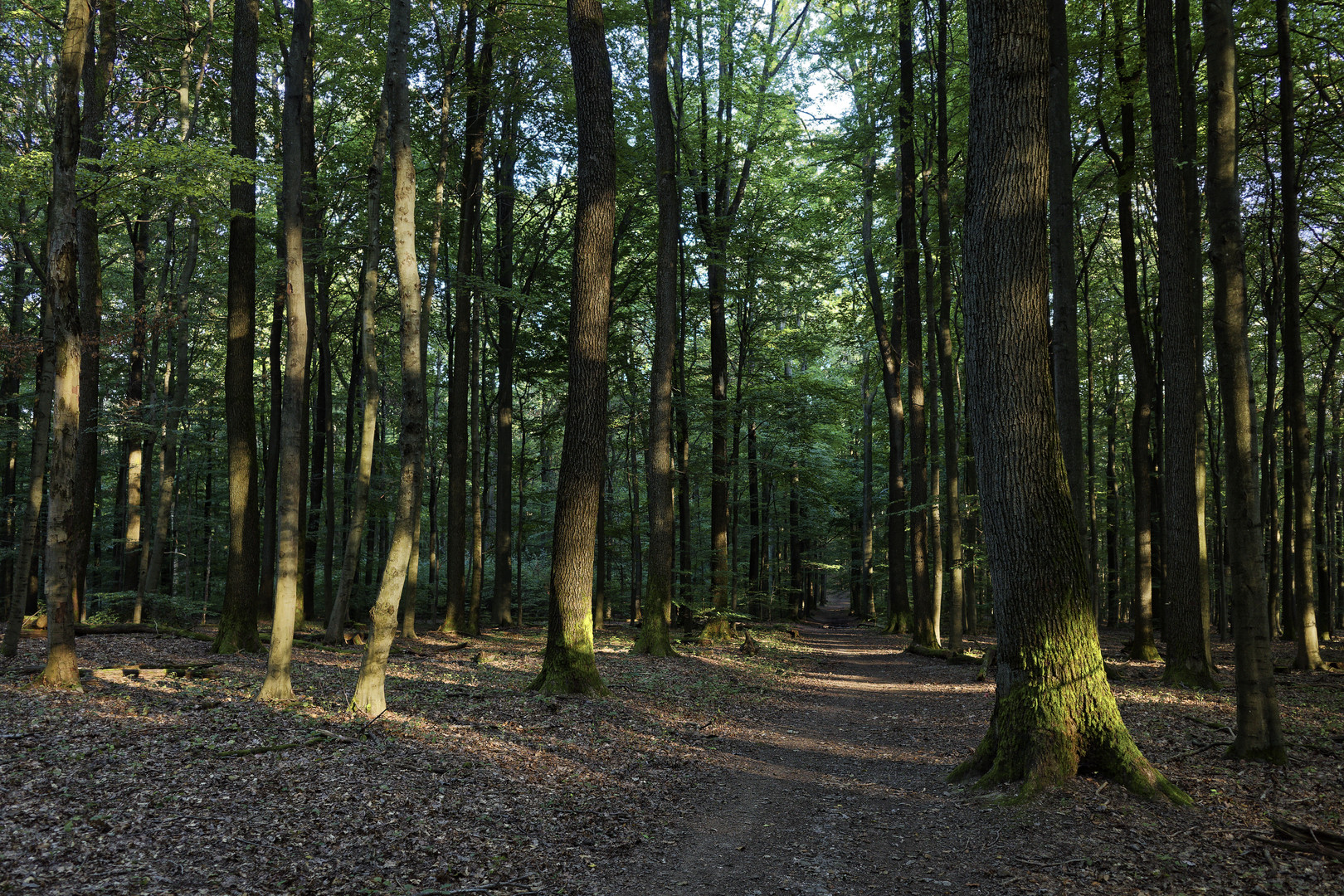 Waldmotive, hier: Abendstimmung im Wald (2)