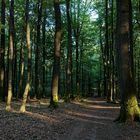 Waldmotive, hier: Abendstimmung im Wald (2)